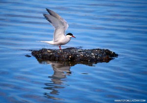 parco-delta-del-po-isola